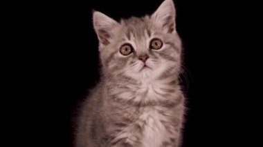 İzole edilmiş arka planda İskoç bir kedi yavrusu