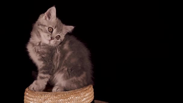 Schottisches Kätzchen gähnt — Stockvideo