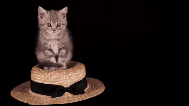 Escocês em linha reta gatinho em um fundo preto — Vídeo de Stock