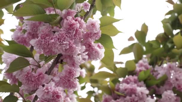 Sakura fleurs de cerisier gros plan — Video