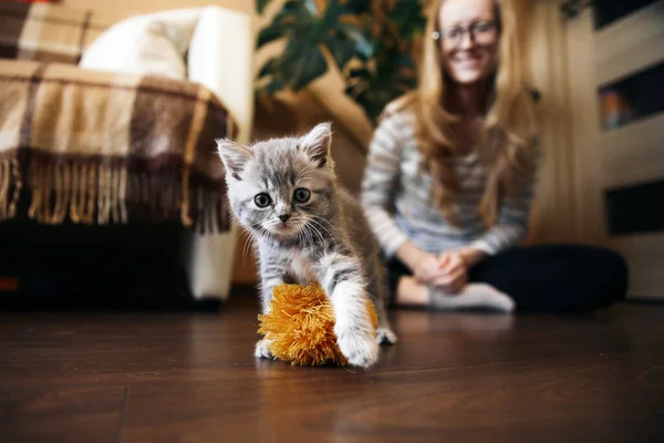 Casero escocés recta gatito es jugando — Foto de Stock