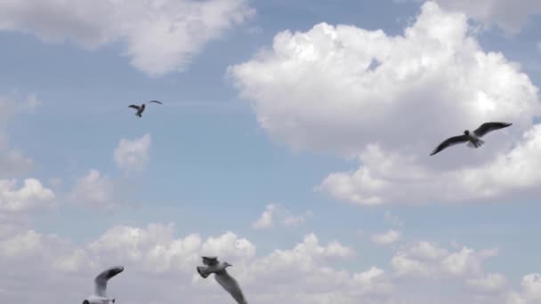 I gabbiani volano su uno sfondo del cielo — Video Stock