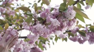 Kadın eli, baharda parkta çiçek açan pembe bir ağaca dokunur. Video 4K doğal ışık ile gerçek zamanlı olarak çekildi.