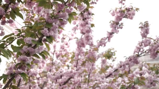 Una Rama Con Flores Rosadas Balancea Viento Con Fondo Blanco — Vídeo de stock