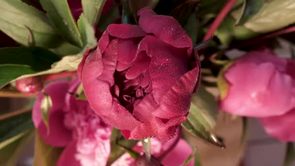 Primo Piano Fiore Peonia Rosa Filmati Alta Qualità — Video Stock