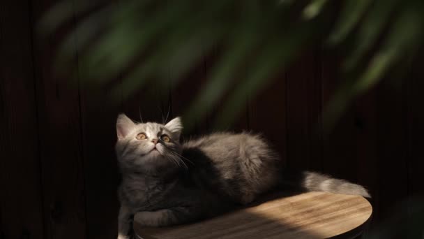 在阳光灿烂的一天 一只三个月大的小猫躺在家里的阳光下 黑色的背景在花盆边 — 图库视频影像