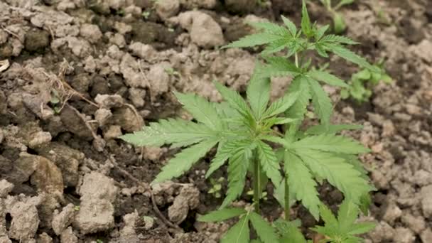 Het Kweken Van Cannabis Grond Onder Natuurlijke Omstandigheden Hennep Close — Stockvideo