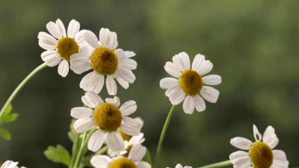 Camomila Branca Wildflower Com Meio Amarelo Verão Close Fundo Borrado — Vídeo de Stock