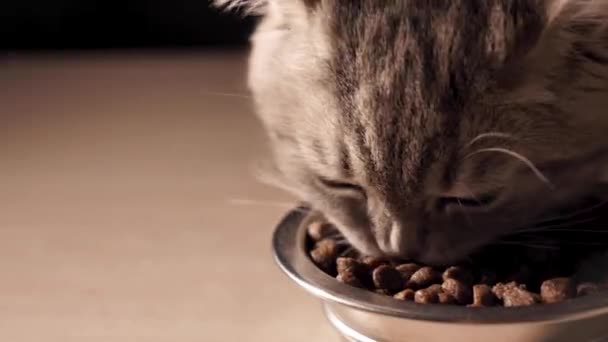 Chaton Écossais Hétéro Quatre Mois Mange Nourriture Sèche Pour Chat — Video