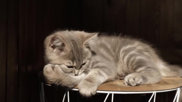 Kucing Bertelinga Lurus Skotlandia Berusia Bulan Terletak Latar Belakang Hitam — Stok Video