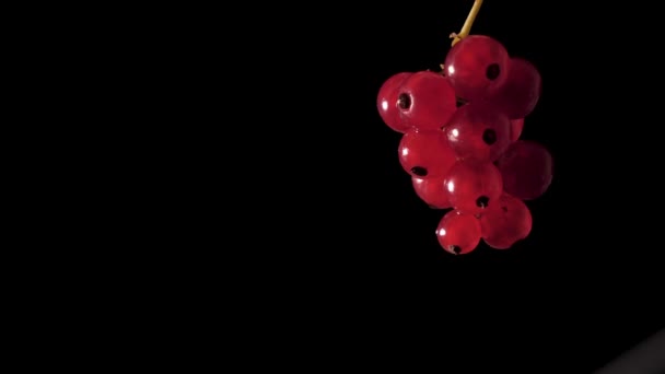 Questa Succosa Corona Bacche Ribes Rosso Brilla Dall Illuminazione Professionale — Video Stock