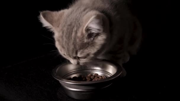 Cette Vidéo Montre Gros Plan Chaton Écossais Mangeant Nourriture Pour — Video