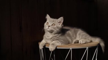 Üç aylık İskoç bir kedi yavrusu güneş ışığında izole edilmiş siyah bir arka planda yatıyor. Güneşte güneşlenen küçük bir evcil hayvan