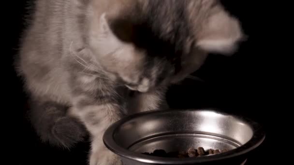 Este Vídeo Mostra Close Gatinho Heterossexual Escocês Comendo Comida Gato — Vídeo de Stock