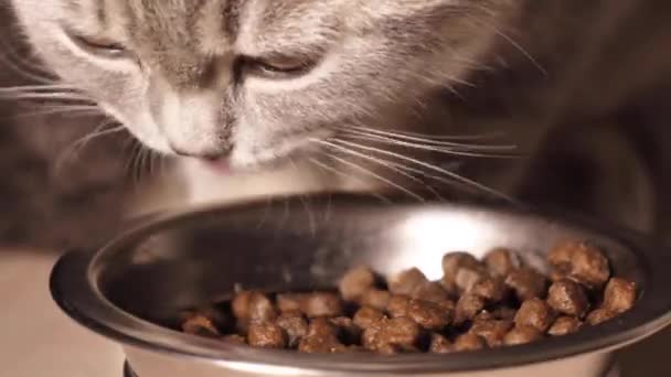 4个月大的苏格兰纯种小猫 靠黑色背景的碗里 吃着干猫粮 镜头是用4K的演播室人工专业照明实时拍摄的 — 图库视频影像