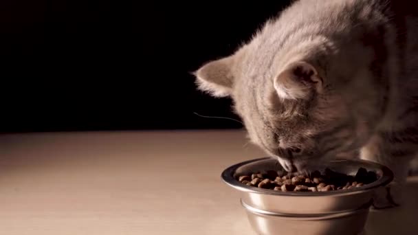 Vier Maanden Oude Schotse Straight Kitten Eet Droog Kattenvoer Uit — Stockvideo