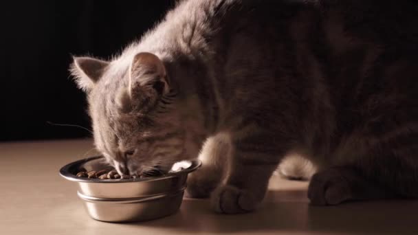 Gatinho Escocês Heterossexual Quatro Meses Idade Come Comida Gato Seca — Vídeo de Stock