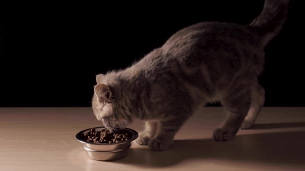 Четырехмесячный Шотландский Прямой Котёнок Ест Сухую Кошачью Еду Миски Чёрном — стоковое видео