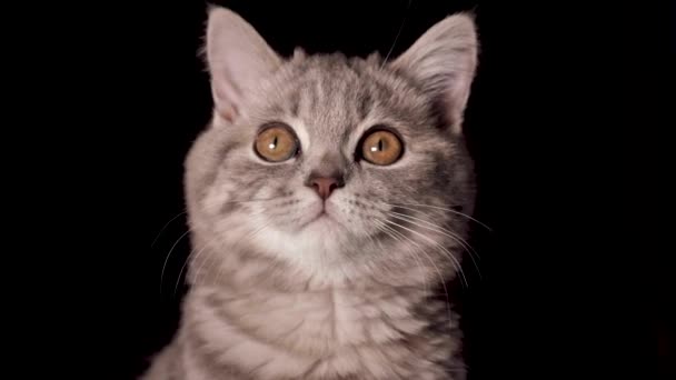 Anak Kucing Scottish Straight Yang Berusia Empat Bulan Makan Makanan — Stok Video