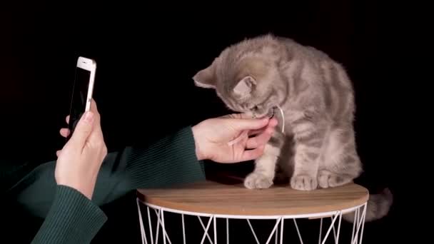 Bir kedinin QR kodunu tara — Stok video