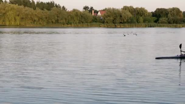 Een zwaan naast een plas water — Stockvideo