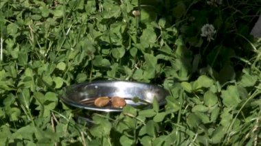 Çimlerin üzerinde duran bir köpek