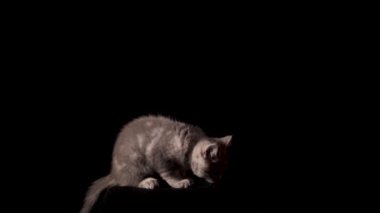 İskoç StBu stok videosu, siyah arka planda sahibi tarafından bırakılan bir İskoç Heteroseksüel kedi mamasını gösteriyor. Yüksek kalite 4k görüntü