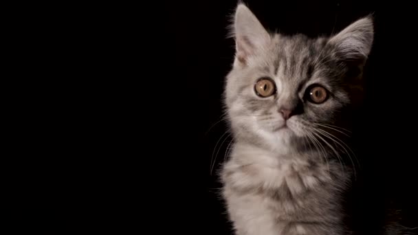 Dieses Stock Video Zeigt Ein Schottisches Straight Kitten Das Sich — Stockvideo