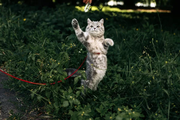 Kitten breed Scottish Straight, aged 4 months, gray striped color on a walk in the summer. The cat on a leash is trained, played and jumps. High quality photo
