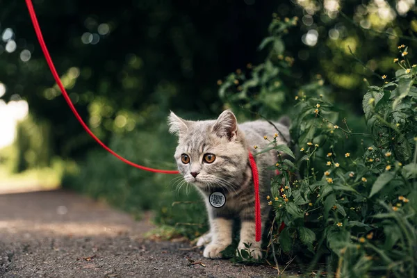 Dört Aylık Skoç Heteroseksüel Kedi Yavrusu Yazın Tasmalı Pasaportlu Çimlerde — Stok fotoğraf
