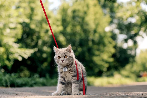 Gatinho Escocês Heterossexual Quatro Meses Idade Caminha Grama Verão Com — Fotografia de Stock