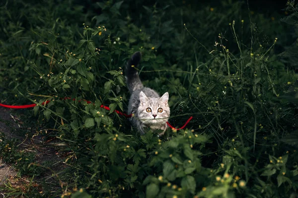 Czteromiesięczny Szkocki Kociak Spaceruje Latem Trawie Smyczy Wysokiej Jakości Zdjęcie — Zdjęcie stockowe