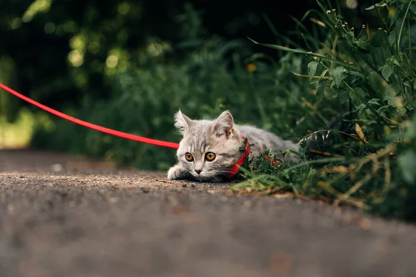 Dört Aylık Skoç Heteroseksüel Kedi Yavrusu Yazın Tasmayla Çimlerde Yürüyor — Stok fotoğraf