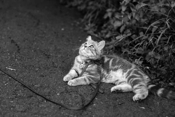 4ヶ月のスコットランドストレート子猫は QrのIdパスポートを持って夏に芝生の上を散歩します 高品質の写真 — ストック写真