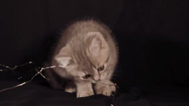 Siyah arka planda İskoç bir kedi yavrusu