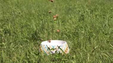 Çimlerin üzerinde duran bir köpek