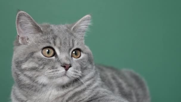 Gatto dritto scozzese su uno schermo verde — Video Stock