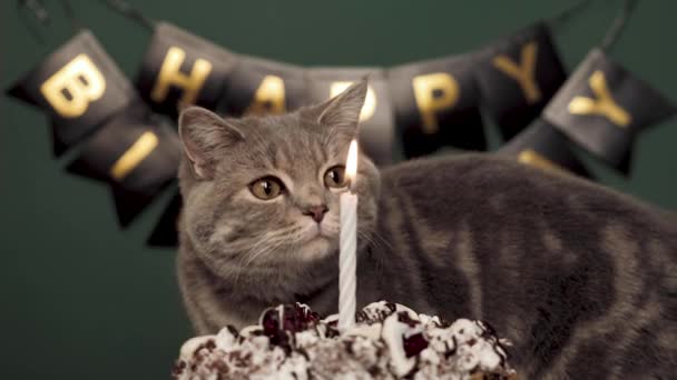 Gatos fiesta de cumpleaños — Vídeo de stock