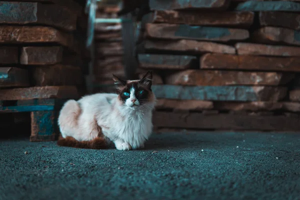 길가에 반역자 래그돌 고양이 아스팔트 — 스톡 사진