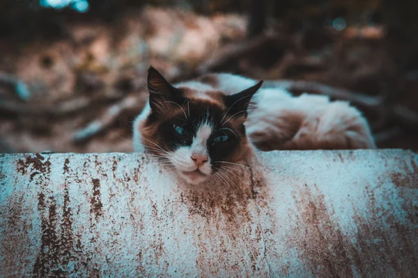 Gato Ragdoll Reposo Encima Una Pared — Stockfoto