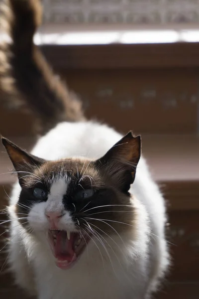 Gato Ragdoll Maullando Bajando Las Escaleras — 스톡 사진