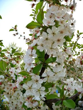 Kiraz Çiçeği, bahar çiçekleri, çiçekli bir bahçe