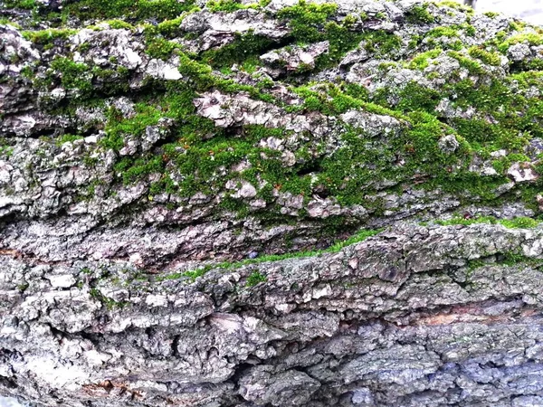 Tree Bark Moss Covered Close Orientation Cardinal Points — Stock Photo, Image