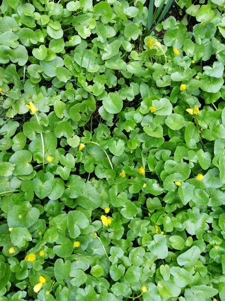 Small Creeping Flowers Oxalidaceae Flower Carpet — Stock Photo, Image