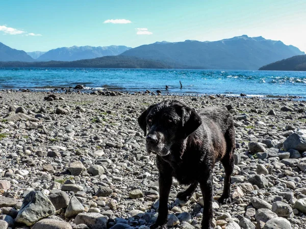 Patagonya göllerinde köpek