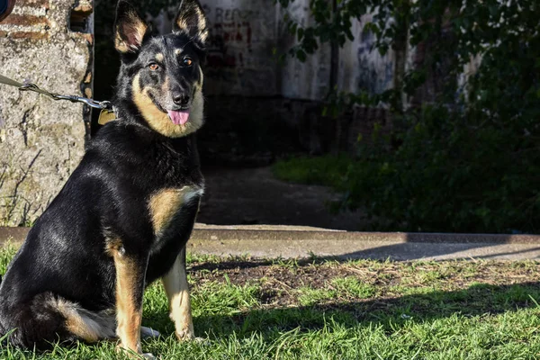Köpek tren istasyonunda.