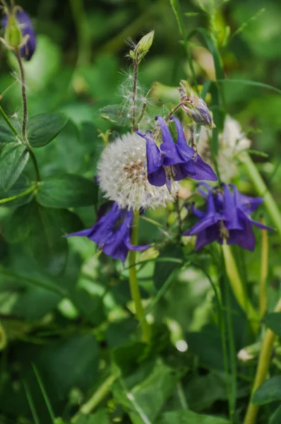 Vivid purple columbine and fluffy dandelion flowers surrounded by leaves and grass.