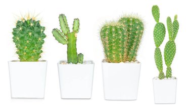 Beyaz arka planda izole edilmiş kaktüs, hoş yeşil kaktüs, dekorasyon için yakın plan kaktüsü.. 