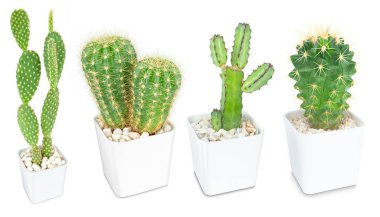 Beyaz arka planda izole edilmiş kaktüs, hoş yeşil kaktüs, dekorasyon için yakın plan kaktüsü.. 