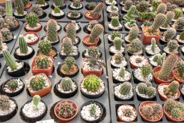 Birçok kaktüs türü çiçekçide satılıktır..